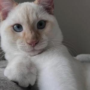 Image of Riger, Lost Cat