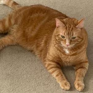 Image of DIPPER, Lost Cat