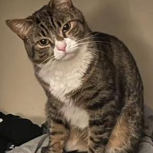 Image of Shelby, Lost Cat