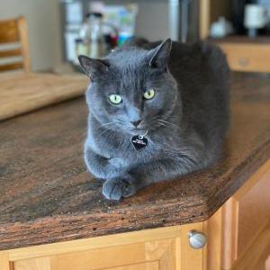 Image of Wrigley, Lost Cat