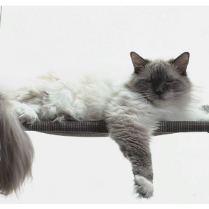 Image of Simon, Lost Cat