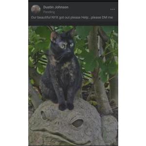 Image of Nyx, Lost Cat