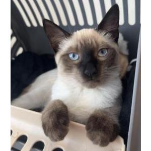 Image of Iris, Lost Cat
