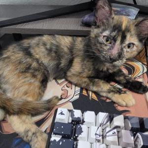 Image of Zeri, Lost Cat