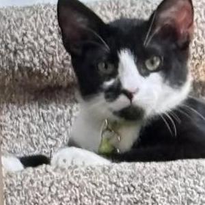 Image of Batman, Lost Cat