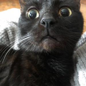 Image of Hades, Lost Cat