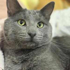 Image of Topaz, Lost Cat