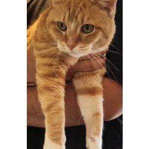 Image of Tomas, Lost Cat