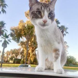 Image of Forrest, Lost Cat