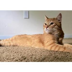 Image of Cardin, Lost Cat