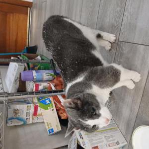 Image of Alvin, Lost Cat