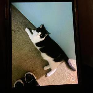 Image of Rhett, Lost Cat