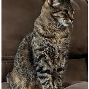 Image of George, Lost Cat