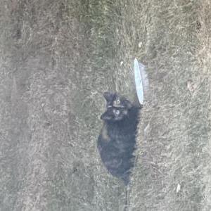 Found Cat unknown