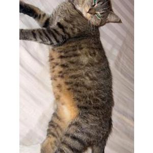 Image of Asami, Lost Cat