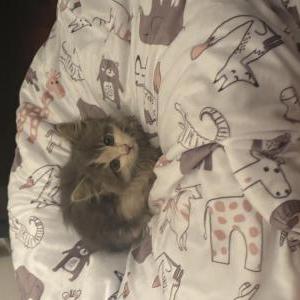 Image of Unknown, Found Cat
