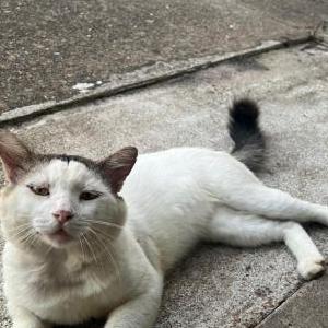 Image of Stinky, Lost Cat