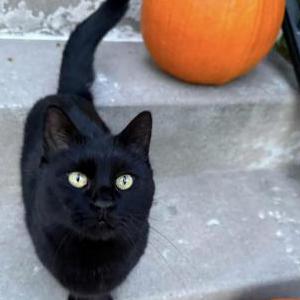 Image of Midnight, Lost Cat