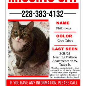 Image of Philomena, Lost Cat