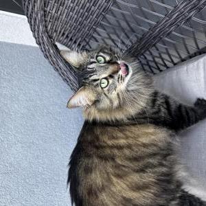 Lost 2 Akira (Colorado)