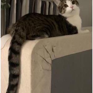 Image of Gurt, Lost Cat