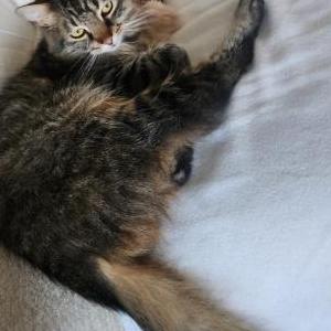 Image of Mochi, Lost Cat