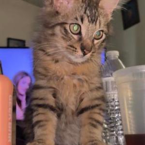 Image of Dee, Lost Cat