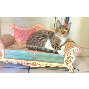 Image of Axel (Coco), Lost Cat