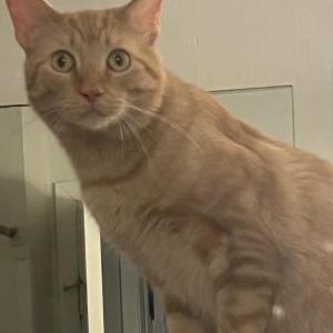 Image of Gordie, Lost Cat