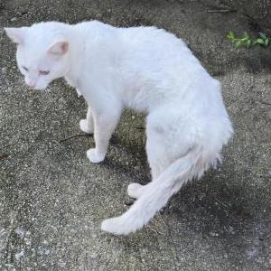 Image of Unknown, Found Cat