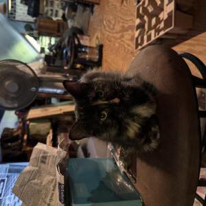Image of Tallulah, Tally, Lost Cat