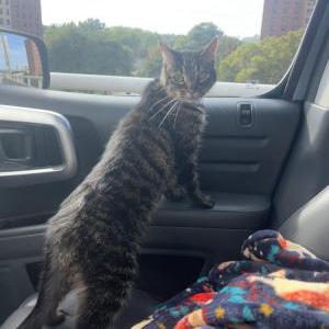 Image of Unknown, Found Cat