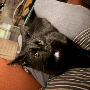 Image of Purgatory, Lost Cat