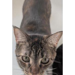 Image of Brownie, Lost Cat