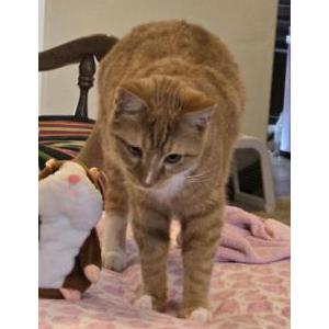 Image of Simba, Lost Cat