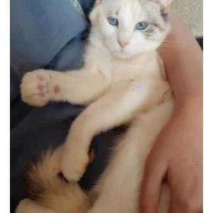 Image of Lucy, Lost Cat