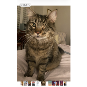 Lost Cat Jack