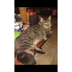 Image of Unknown, Lost Cat