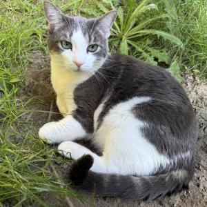 Lost Cat Shoresy