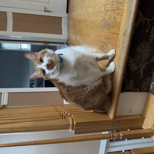 Lost Cat Larry