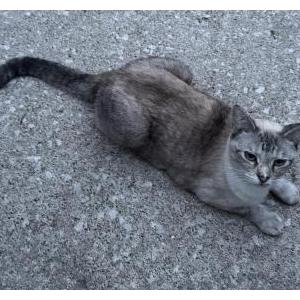 Image of Unknown, Found Cat