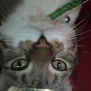 Image of Tuna, Lost Cat