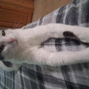 Image of Buddy, Lost Cat