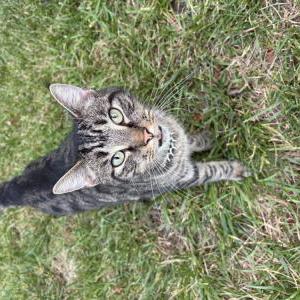 Found Cat Unknown