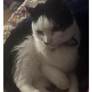 Image of Oreo, Lost Cat