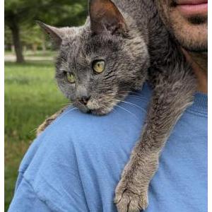 Image of Evie, Lost Cat
