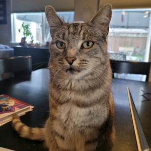Image of Nemo, Lost Cat