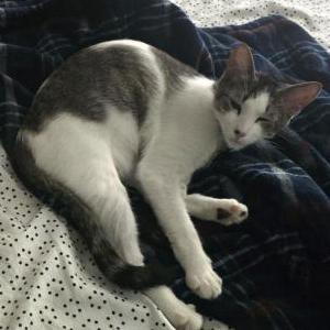 Image of Fuji Kiseki, Lost Cat