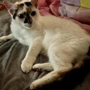 Image of Mirage, Lost Cat