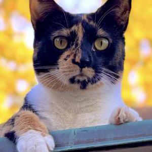 Image of Keely, Lost Cat